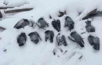 Elazığ'da onlarca güvercin donarak telef oldu