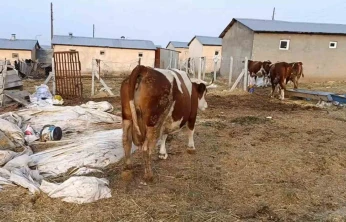 Elazığ'da şap hastalığı ve ölümler üreticiyi zorluyor