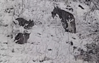 Elazığ'da vaşak ailesi görüntülendi