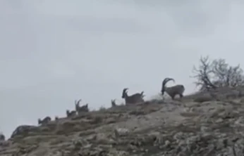 Elazığ'da yaban keçileri sürü halinde görüntülendi