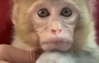 Elazığ'da yakalanan maymun koruma altına alındı