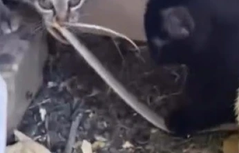 Elazığ'da yavru kedilerin yılanla oynaması kamerada