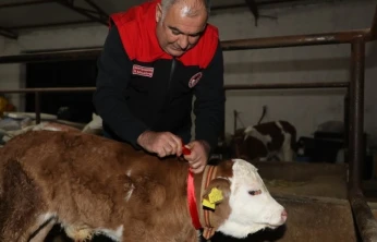 Elazığ'da yılın ilk buzağısına 'Bereket' adı verildi