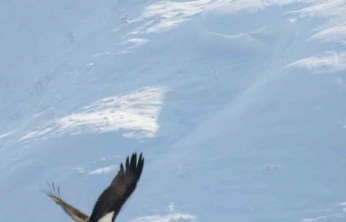 Göç etmeyi unutan kara leylekler Elazığ'da görüldü