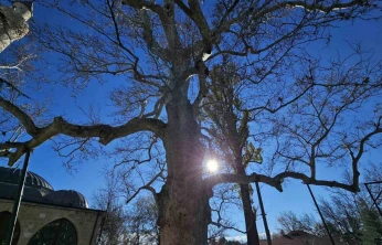 Harput'un 3 asırlık çınarı yıllara meydan okuyor