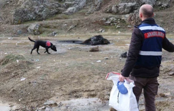 Jandarmanın iz takip köpeği 'Salkım' kayıp şahıs için sahada