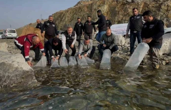 Karakaya Baraj Gölü'ne 420 bin yavru balık bırakıldı