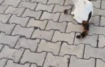 Kedinin fareyle oyunu kamerada