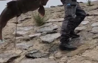 Nehirde yakalanan 60 kiloluk dev turna balığını, çam sırığına bağlayıp taşıdılar