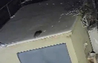 Nesli tükenme tehlikesi altında olan sansar görüntülendi