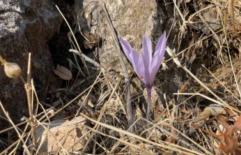 Ölbe Vadisi'nde sonbaharda nadir çiğdemler görüntülendi