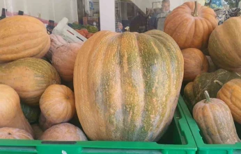 Palu'da ata tohumu kabaklar 35 kiloya ulaştı