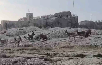 Sabah saatlerinde dağ keçileri sürü halinde ortaya çıktı