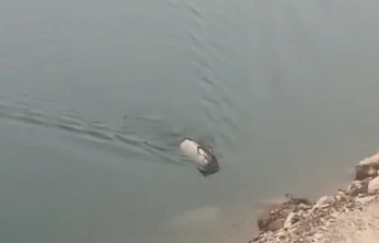 Sarp kayalıkların ustası baraj gölünde yüzerken görüldü
