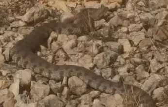 Tek ısırığı bir insanı öldürmeye yeten dev engerek yılanı görüntülendi