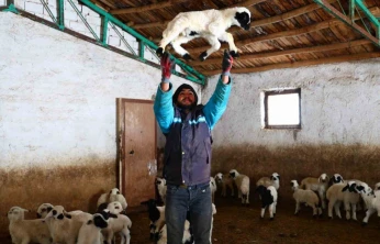 Yeni yıl bereketiyle geldi: Soğuk hava ile birlikte kuzu doğumları arttı