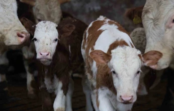 Yıl bitmeden gelen çifte mutluluk: Üreticinin ikiz buzağı sevinci