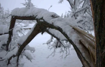 Yoğun kar yağışı Harput'ta çok sayıda ağacın dallarını kırdı