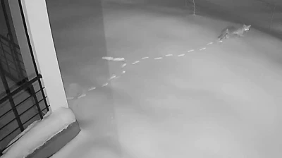 Elazığ'da aç kalan yaban hayvanları köye indi