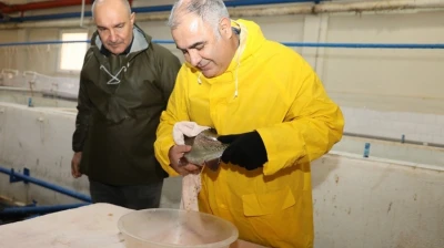 Elazığ'da alabalık sağım çalışmaları sürüyor