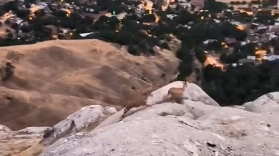 Elazığ'da dağ keçileri görüldü