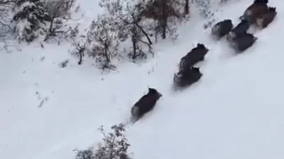 Elazığ'da domuz sürüsü dron ile görüntülendi