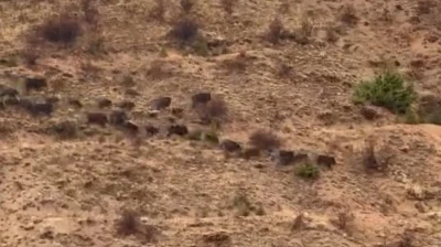 Elazığ'da domuz sürüsü görüntülendi