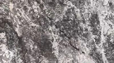 Elazığ'da domuz sürüsü görüntülendi