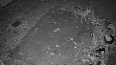 Elazığ'da evin etrafında yiyecek arayan çakal kamerada