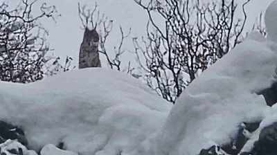 Elazığ'da koruma altındaki vaşak görüntülendi