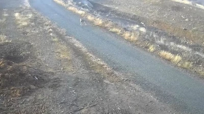 Elazığ'da mezraya inen kurt görüntülendi