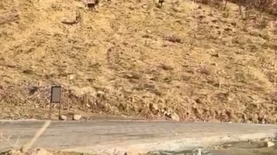 Elazığ'da nesli tükenme tehdidi altında olan dağ keçileri görüldü