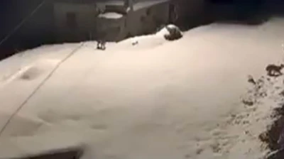 Elazığ'da nesli tükenmekte olan vaşak ailesi görüldü