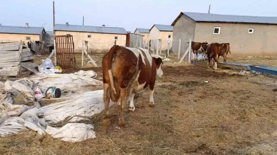 Elazığ'da şap hastalığı ve ölümler üreticiyi zorluyor