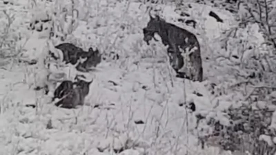 Elazığ'da vaşak ailesi görüntülendi