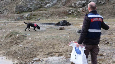 Jandarmanın iz takip köpeği 'Salkım' kayıp şahıs için sahada