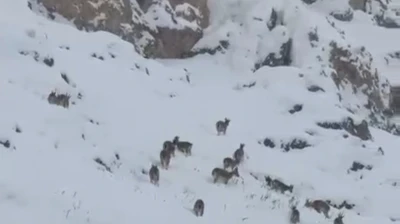 Kar üzerinde otlanan dağ keçileri sürü halinde görüntülendi