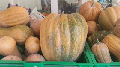 Palu'da ata tohumu kabaklar 35 kiloya ulaştı