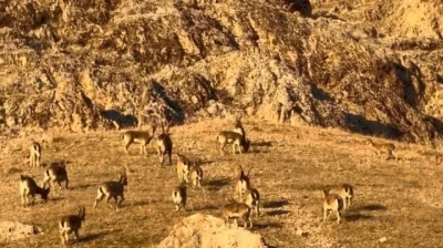 Palu'daki tarihi kalede dağ keçileri görüldü