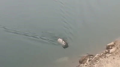 Sarp kayalıkların ustası baraj gölünde yüzerken görüldü