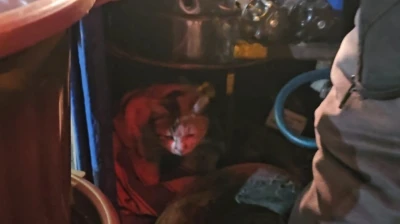 Sokak kedisine üşümesin diye kestane kazanının yanında bakıyor