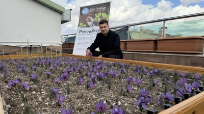 Ülkü Ocakları Genel Merkezi'nin Terasında Safran Hasadı