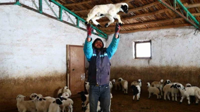 Yeni yıl bereketiyle geldi: Soğuk hava ile birlikte kuzu doğumları arttı