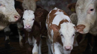 Yıl bitmeden gelen çifte mutluluk: Üreticinin ikiz buzağı sevinci