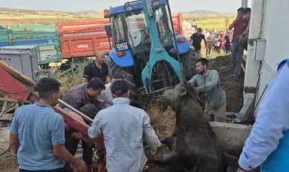 Bağını kopararak foseptik çukuruna düşen boğa kurtarıldı