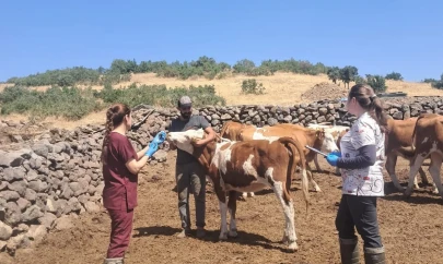 Elazığ büyükbaş hayvanlara yönelik  aşılama çalışması