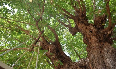 Elazığ'da 500 yıllık dut ağacı, yıllara meydan okuyor