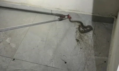 Elazığ'da apartmanda görülen yılan paniğe neden oldu