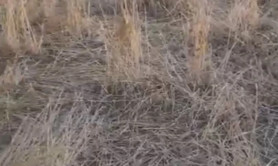 Elazığ'da araziler yaban domuzlarının istilasına uğradı