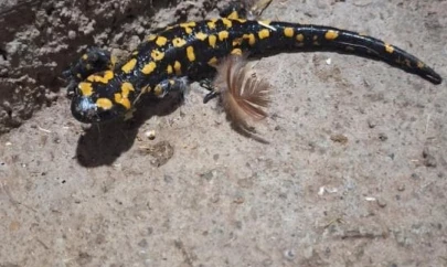 Elazığ'da benekli semender görüldü